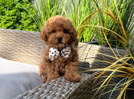 Toy Poodle Sevi̇mli̇ Yavrular Ev Üreti̇mi̇ görsel