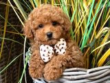 Toy Poodle Sevi̇mli̇ Yavrular Ev Üreti̇mi̇