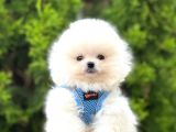 Pomeranian ırkının en sevimli bebekleri
