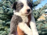 Petmode Köpek Çiftliğinden Border Collie Yavrularımız