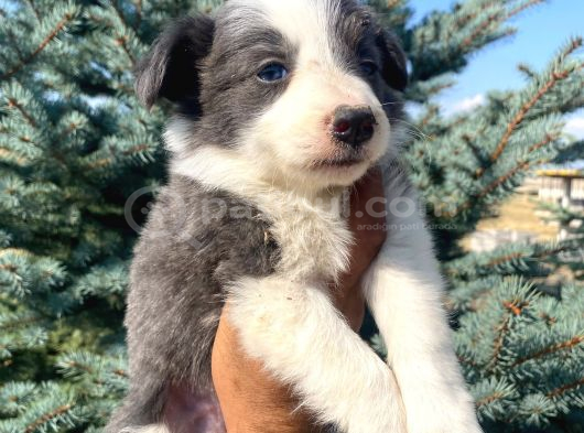 Petmode Köpek Çiftliğinden Border Collie Yavrularımız görsel
