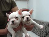 Irkının En Sevimli French Bulldog Yavruları