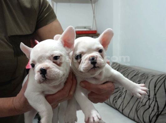 Irkının En Sevimli French Bulldog Yavruları