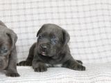 Premi̇um Cane Corsa Yavrulari