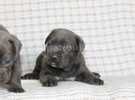 Premi̇um Cane Corsa Yavrulari görsel