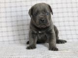 Premi̇um Cane Corsa Yavrulari