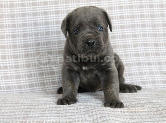 Premi̇um Cane Corsa Yavrulari görsel