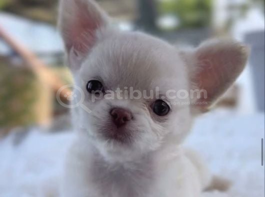 Üst Kalite Egzotik Mini Teacup Şivava Yavruları görsel
