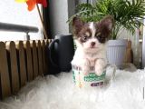 Üst Kalite Egzotik Mini Teacup Şivava Yavruları