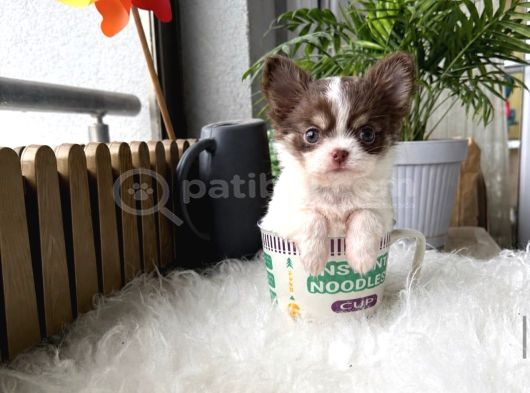 Üst Kalite Egzotik Mini Teacup Şivava Yavruları görsel