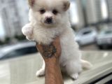 A Kalite Wc Eğitimli Pomeranian Boo Bebekler