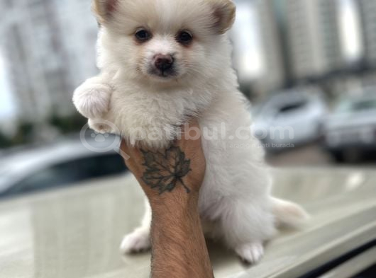 A Kalite Wc Eğitimli Pomeranian Boo Bebekler görsel