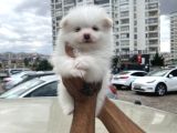 A Kalite Wc Eğitimli Pomeranian Boo Bebekler