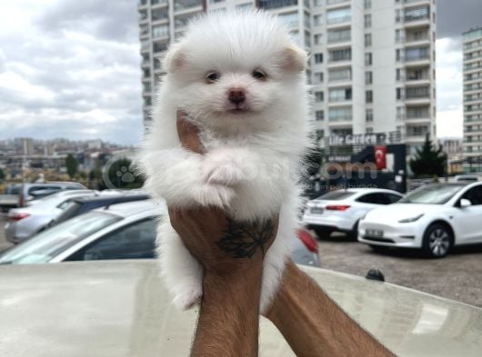 A Kalite Wc Eğitimli Pomeranian Boo Bebekler görsel