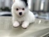 A Kalite Wc Eğitimli Pomeranian Boo Bebekler