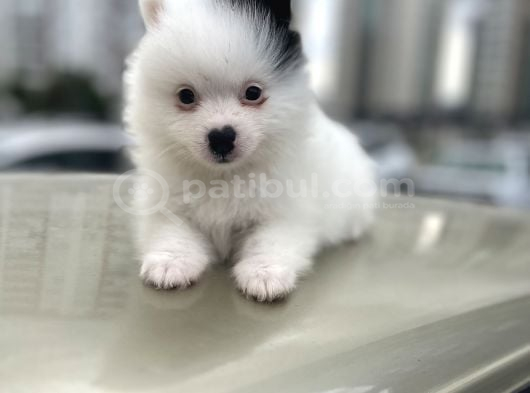A Kalite Wc Eğitimli Pomeranian Boo Bebekler görsel