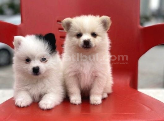 A kalite wc eğitimli pomeranian boo bebekler