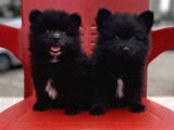 A Kalite Wc Eğitimli Pomeranian Boo Bebekler