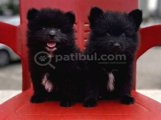 A Kalite Wc Eğitimli Pomeranian Boo Bebekler görsel