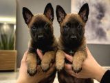 Safkan Belçika Malinois Yavruları