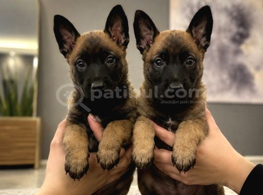 Safkan Belçika Malinois Yavruları