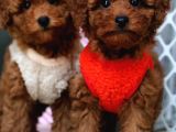 Red brown kıvırcık ve pofuduk toy poodle yavrular