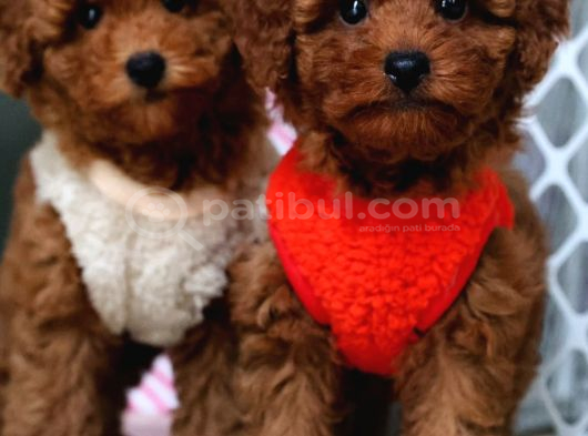 Red brown kıvırcık ve pofuduk toy poodle yavrular