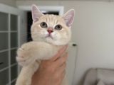 Creme British Shorthair Yavrularımız Teslime Hazır