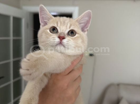 Creme British Shorthair Yavrularımız Teslime Hazır görsel