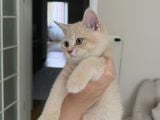 Creme British Shorthair Yavrularımız Teslime Hazır