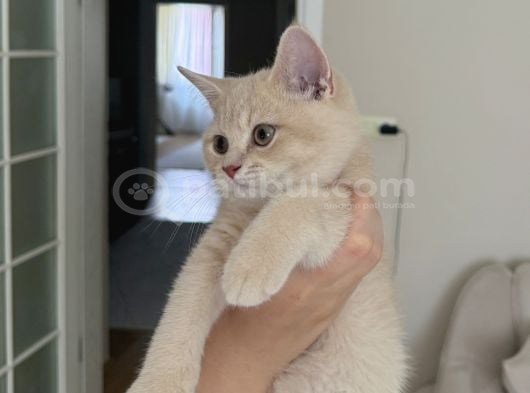 Creme British Shorthair Yavrularımız Teslime Hazır görsel