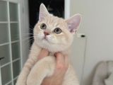 Creme British Shorthair Yavrularımız Teslime Hazır