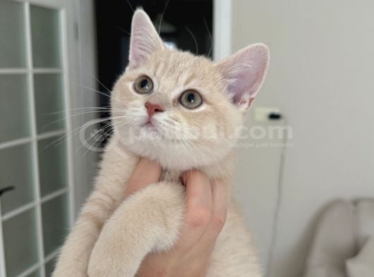 Creme British Shorthair Yavrularımız Teslime Hazır