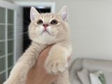 Creme British Shorthair Yavrularımız Teslime Hazır