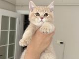 Creme British Shorthair Yavrularımız Teslime Hazır