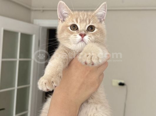 Creme British Shorthair Yavrularımız Teslime Hazır görsel