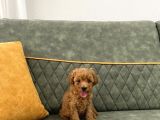 Toypoodle Ev Ortamında