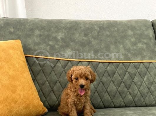 Toypoodle ev ortamında