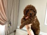 Kore Toypoodle Aşılı Ev Ortamında
