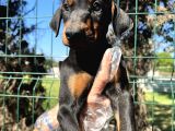 Üst Kalite Irk Garantili Doberman Yavrular