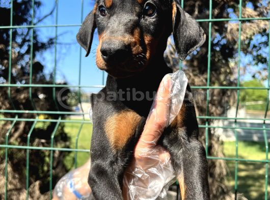 Üst Kalite Irk Garantili Doberman Yavrular görsel