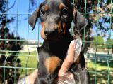 Üst Kalite Irk Garantili Doberman Yavrular