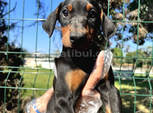 Üst Kalite Irk Garantili Doberman Yavrular