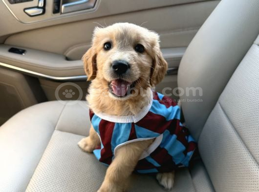 2 Aylık Erkek Golden Ankara