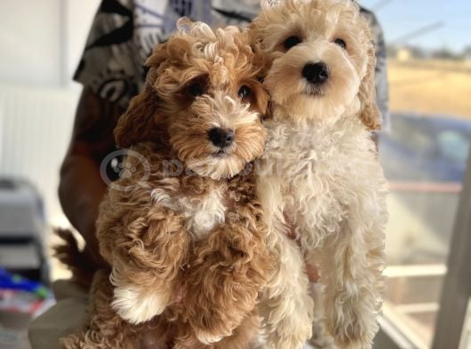 Petmode Köpek Çiftliğinden Wc Eğitimli Maltipoo Yavrumuz görsel