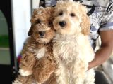 Petmode Köpek Çiftliğinden Wc Eğitimli Maltipoo Yavrumuz