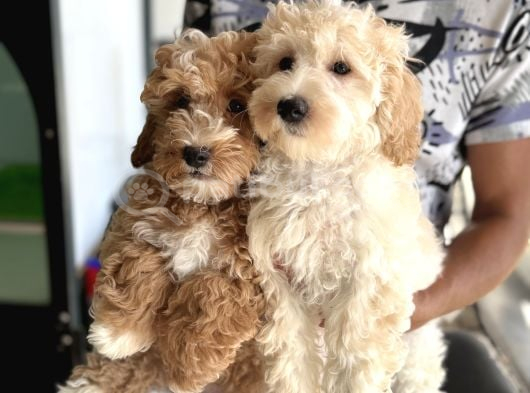 Petmode Köpek Çiftliğinden Wc Eğitimli Maltipoo Yavrumuz görsel
