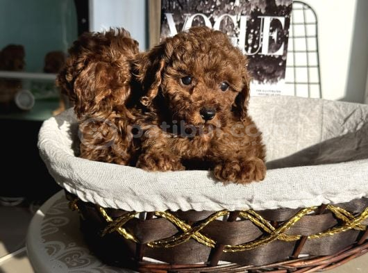 Petmode Köpek Çiftliğinden Tea Cup Kore Poodle Yavrular görsel