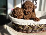 Petmode Köpek Çiftliğinden Tea Cup Kore Poodle Yavrular