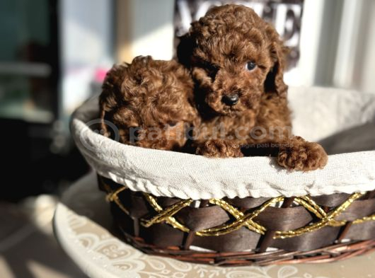 Petmode Köpek Çiftliğinden Tea Cup Kore Poodle Yavrular görsel
